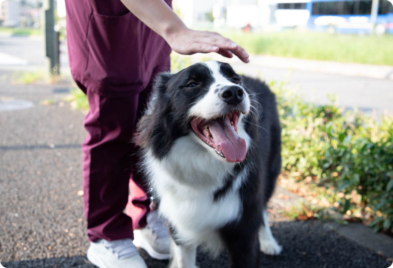 Heartworm Section Image