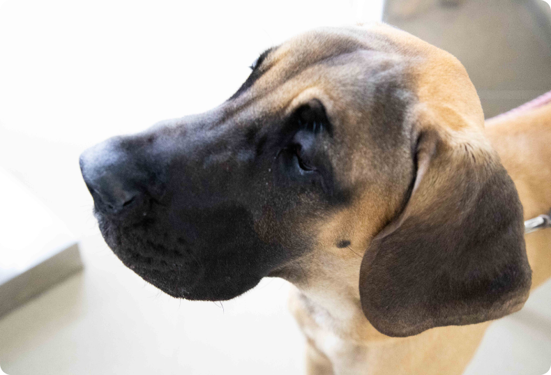 Heartworm Section Image