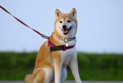 inu