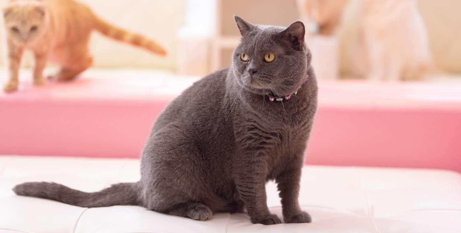 診察台の上の猫