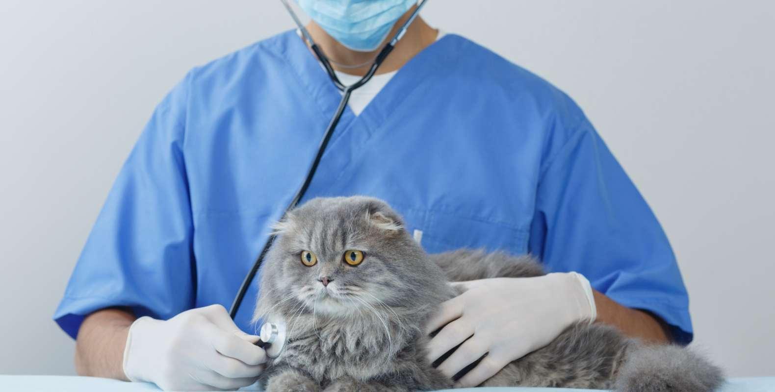 聴診器を当てられる猫