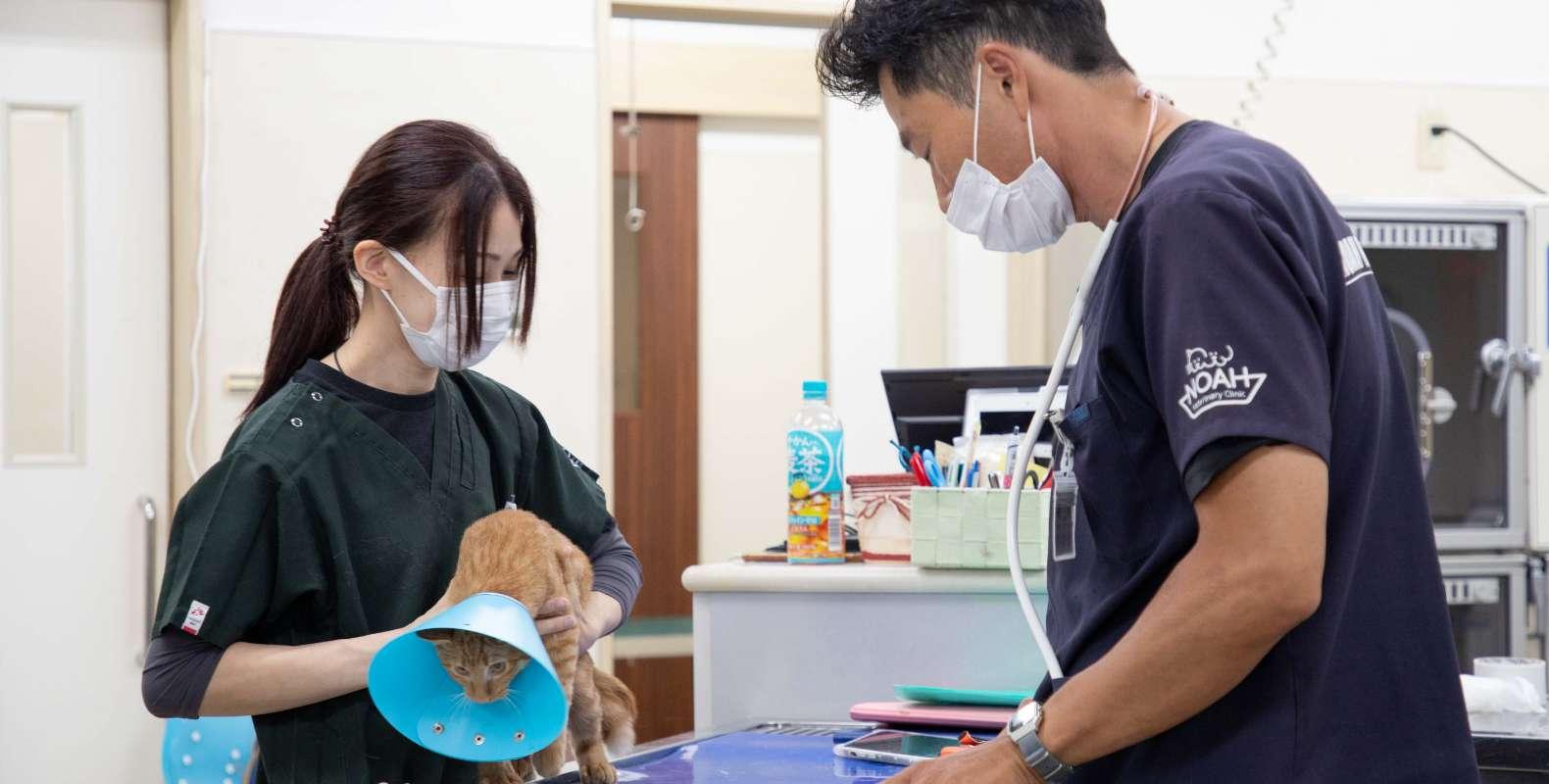 聴診器を当てられる猫