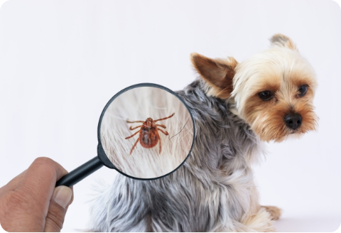 Heartworm Section Image