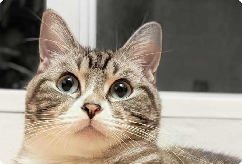 Vaccination Section Image