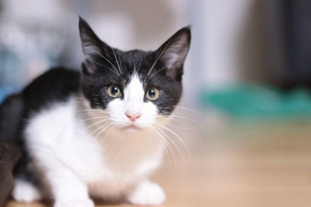 猫の腎臓病、予防のためにできること7選｜獣医師が解説する習慣と早期発見のポイント