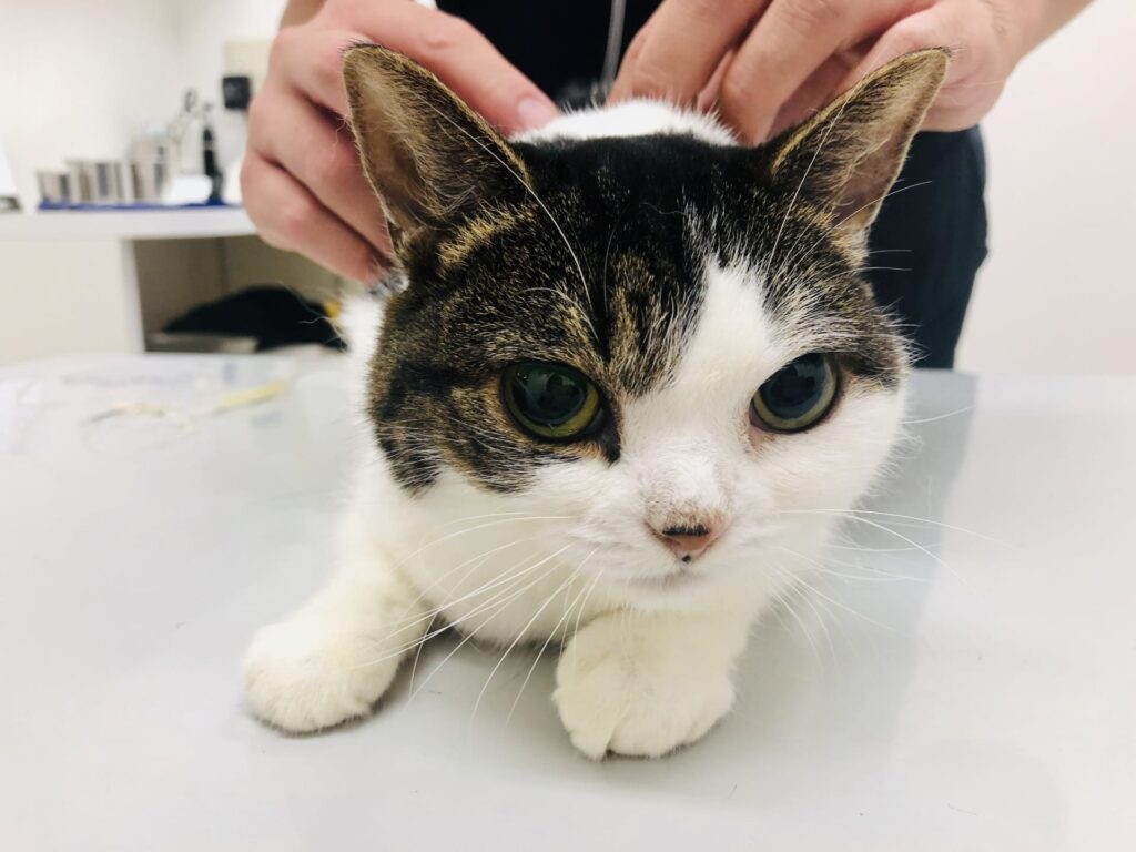 猫の皮下点滴（皮下補液）｜自宅での始め方・タイミング・やり方を獣医師が解説