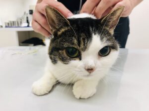 猫の皮下点滴（皮下補液）｜自宅での始め方・タイミング・やり方を獣医師が解説