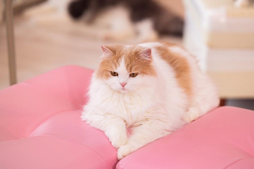 7歳を過ぎたら「腎臓年齢」チェックを。ノア動物病院の年4回腎臓健診とは