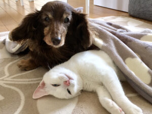 犬猫の寿命が伸びているって知っていました？ 血液検査だけでは見つからない病気の話