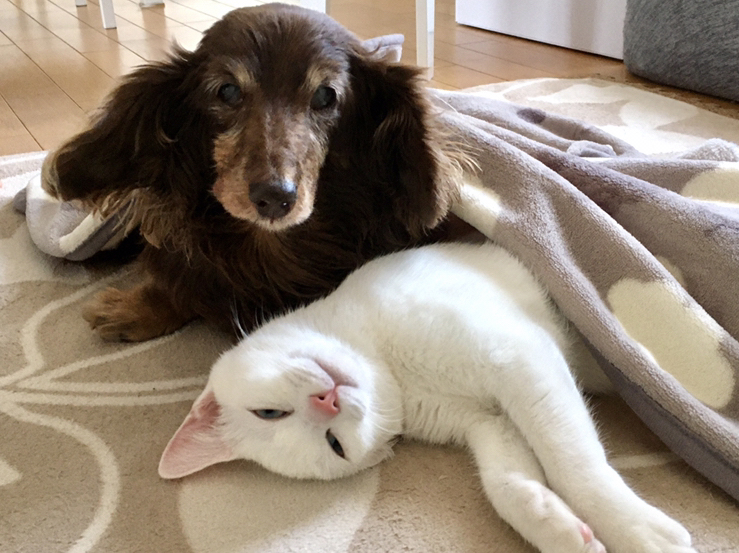 犬猫の寿命が伸びているって知っていました？ 血液検査だけでは見つからない病気の話