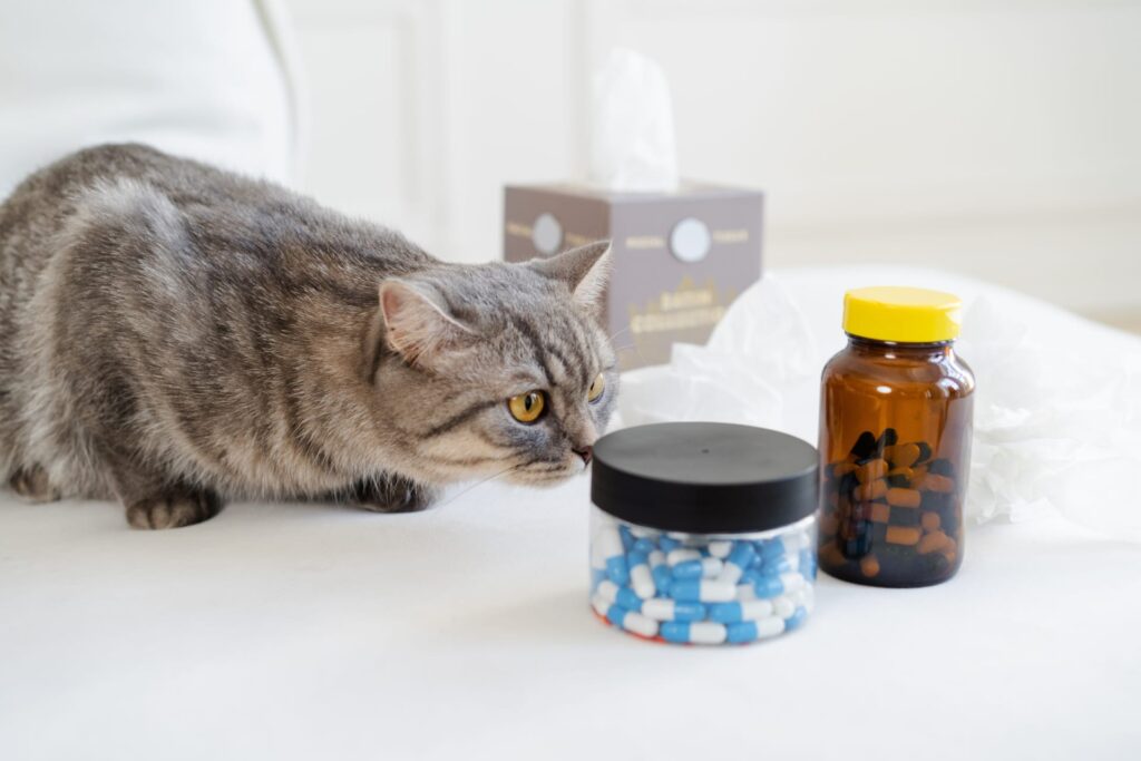猫の腎臓病サプリメント｜本当に効果があるものは？獣医師が正直に解説