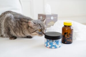 猫の腎臓病サプリメント｜本当に効果があるものは？獣医師が正直に解説
