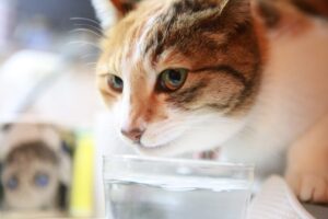 水をよく飲む猫は腎臓が心配？多飲多尿のサインを見逃さないために
