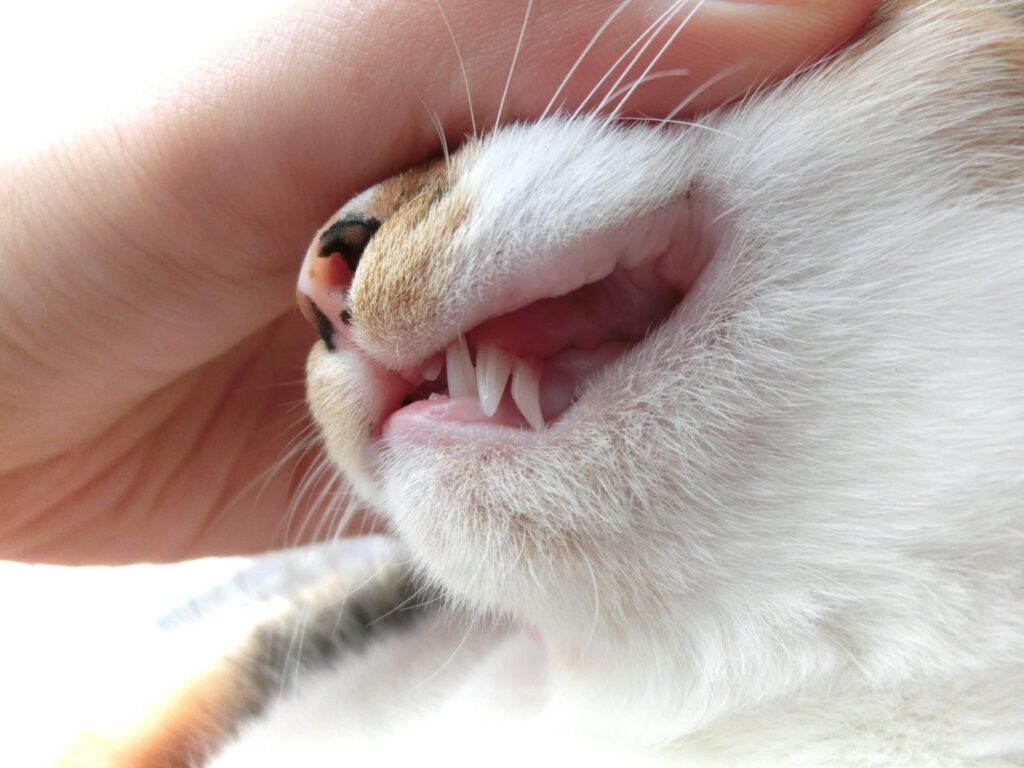 猫の腎臓病と歯周病の関係を知っていますか？口腔ケアが腎臓を守る理由