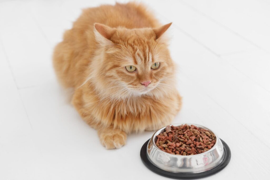 猫のAIM（エーアイエム）経口フードは本当に効く？獣医師が正直に解説